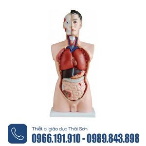 Mô hình cấu tạo cơ thể người 19 chi tiết