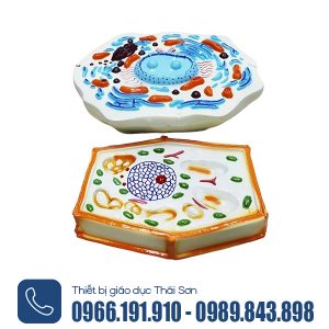 Cấu tạo của tế bào động vật và tế bào thực vật