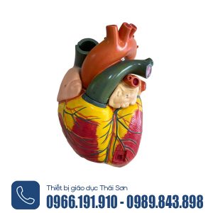 Mô hình cấu tạo của tim