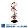 Mô hình mô tả cấu trúc của DNA